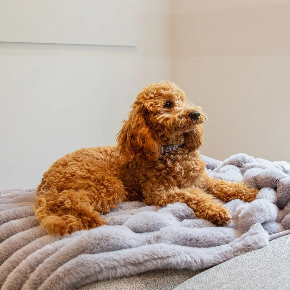 Aspen Pet Blanket - Grey