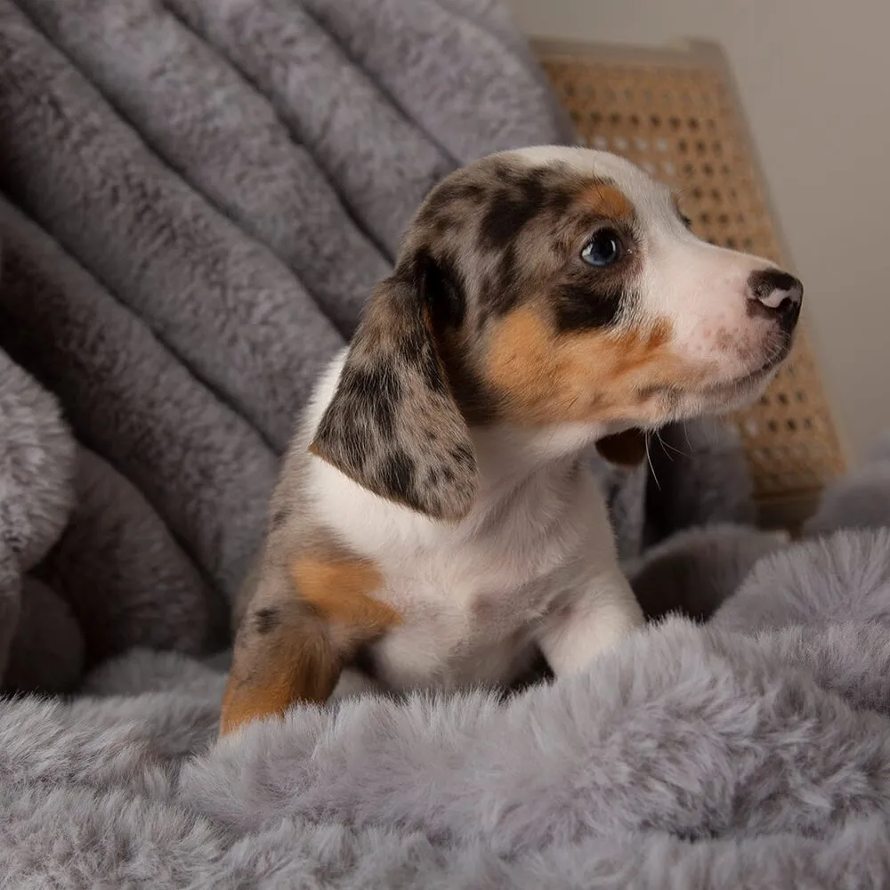 Aspen Pet Blanket - Grey