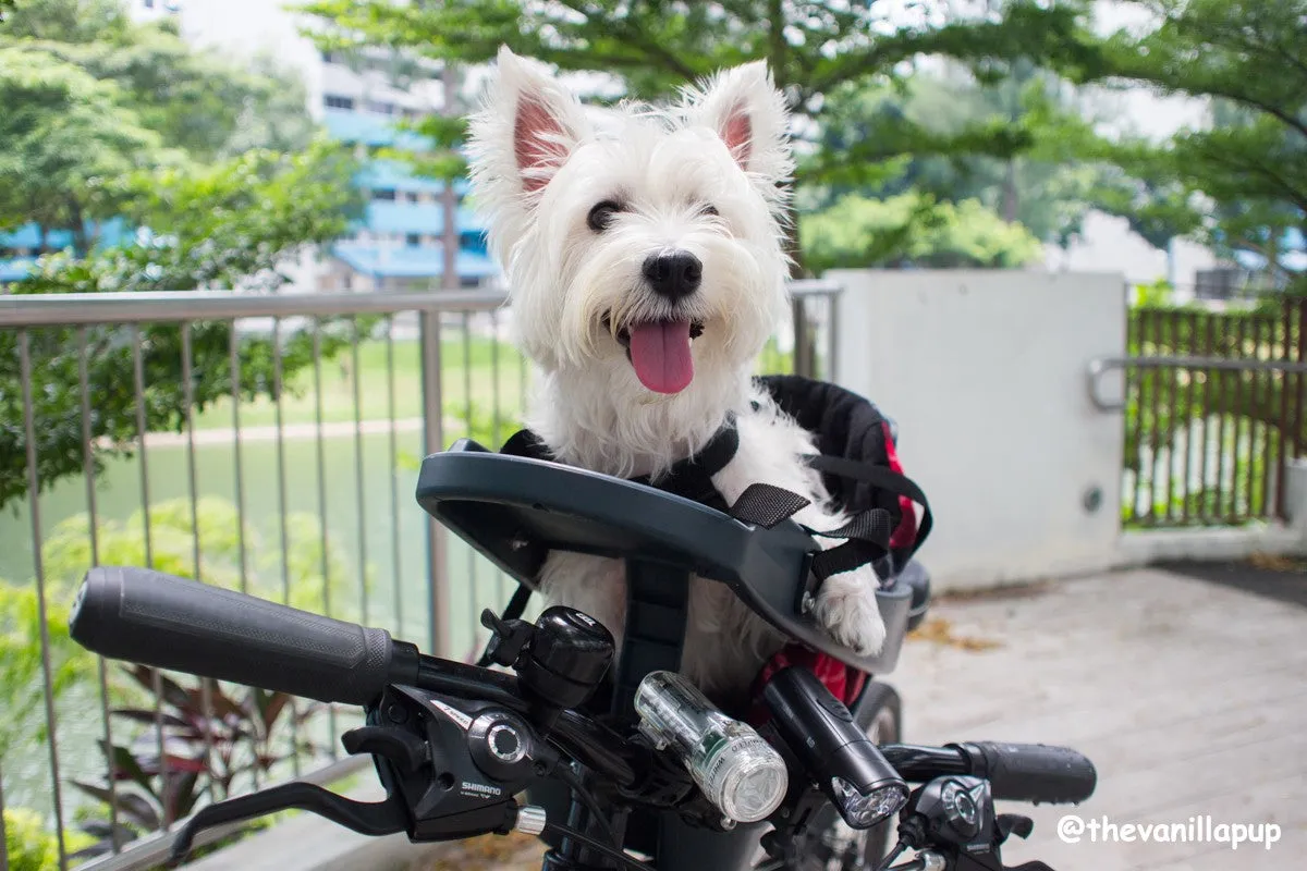 Buddyrider Series 2 Plus Booster Seat Combo