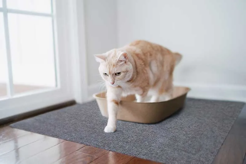 Cat Litter Mat