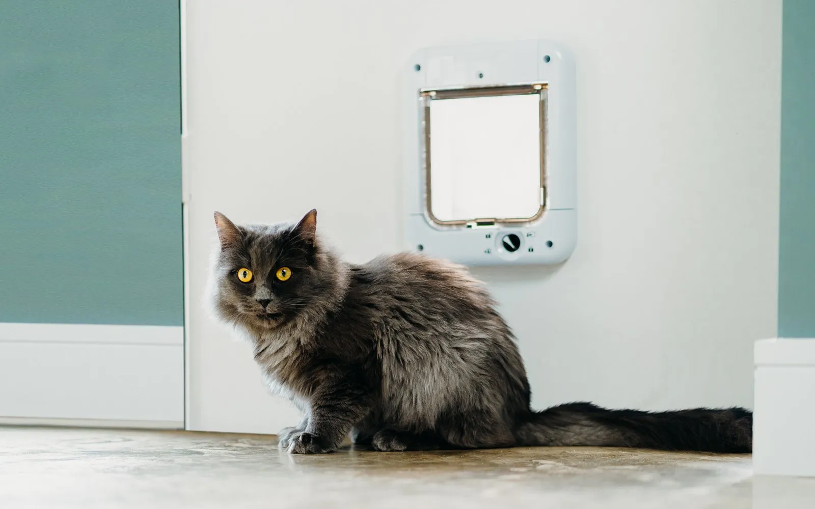 Closer Pets Microchip Activated Weatherproof Flap / Door with Manual Lock – White (CP 360W)