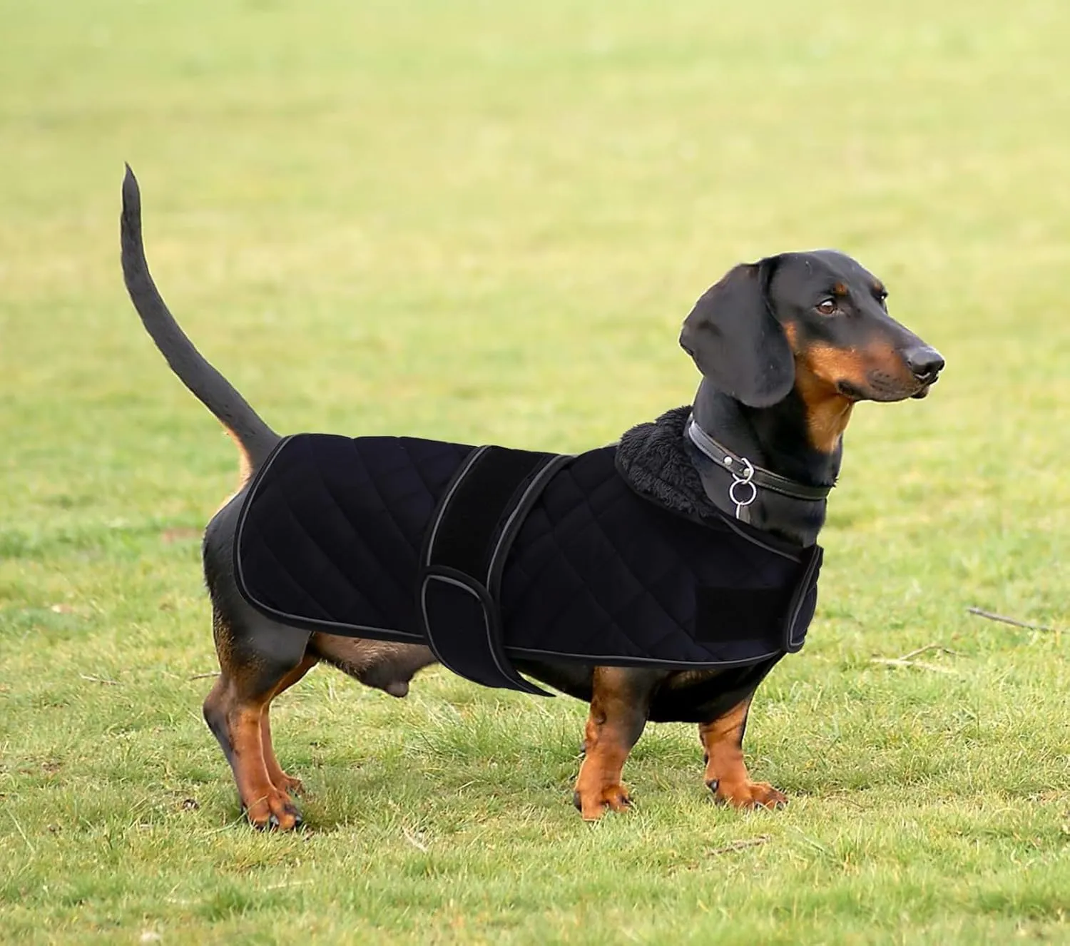 Dachshund Coat Dog Coats for Dachshunds Dachshund Winter Jacket with Padded Fleece Outdoor Dog Clothes with Adjustable Bands - Dark Blue - M
