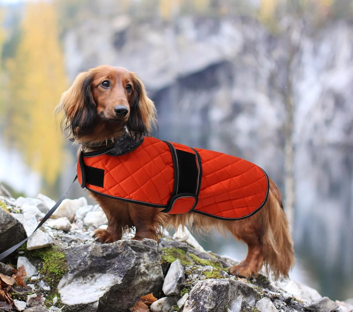 Dachshund Coat Dog Coats for Dachshunds Dachshund Winter Jacket with Padded Fleece Outdoor Dog Clothes with Adjustable Bands - Orange - M