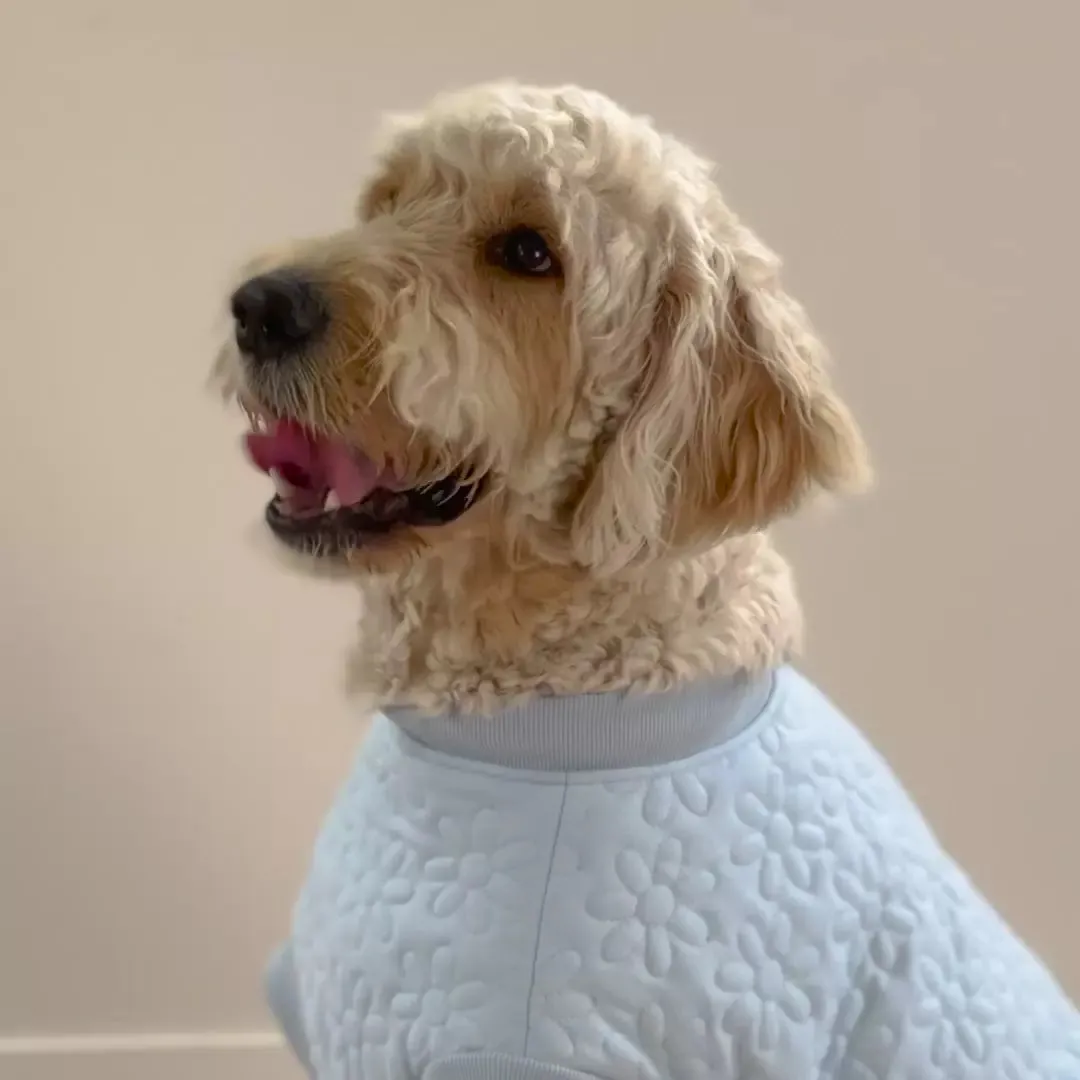 Flower Dog Jacket - Blue