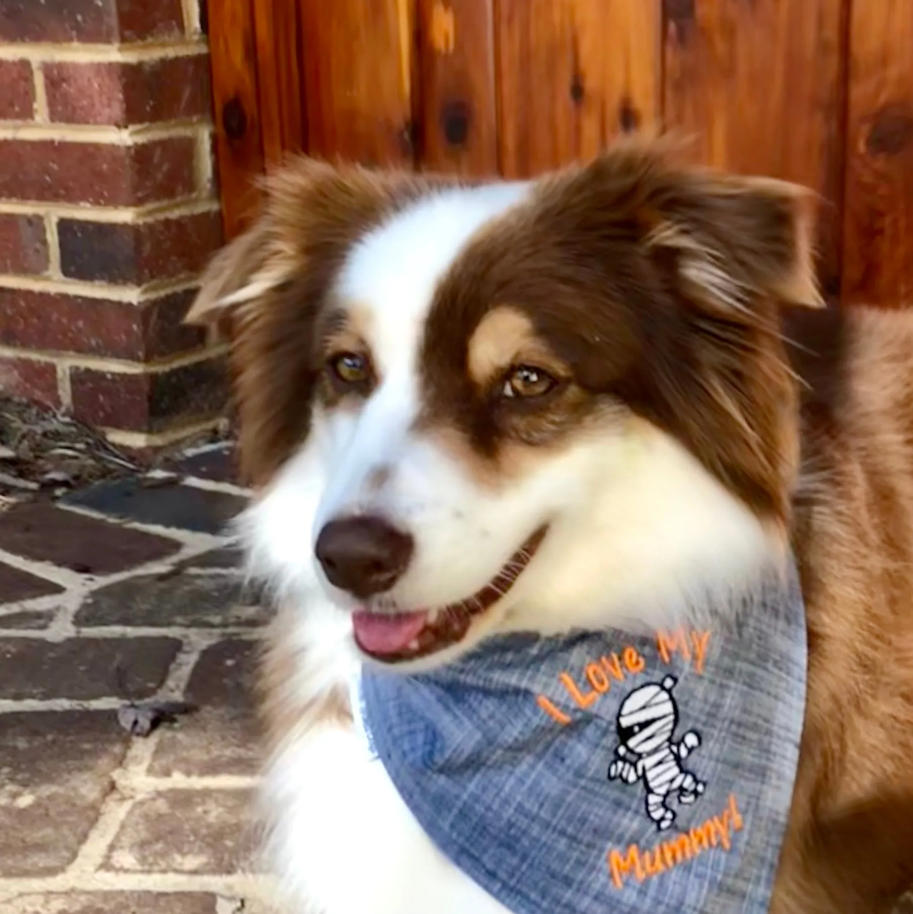 Halloween Bandanas with Dogs Name