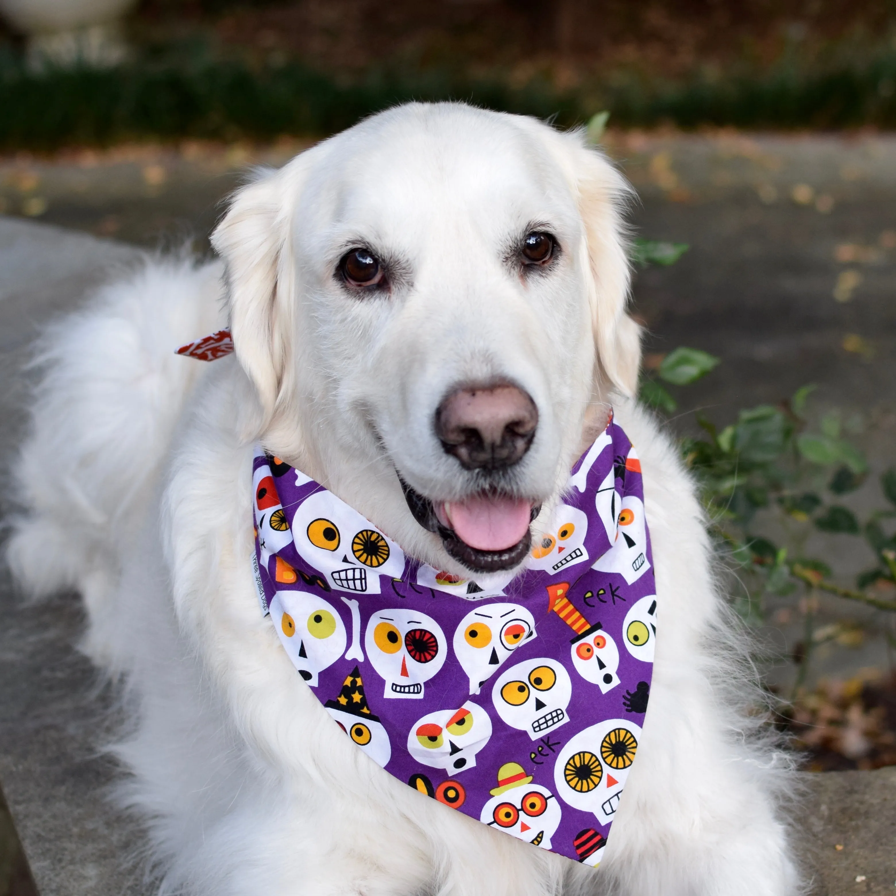 Halloween Bandanas with Dogs Name