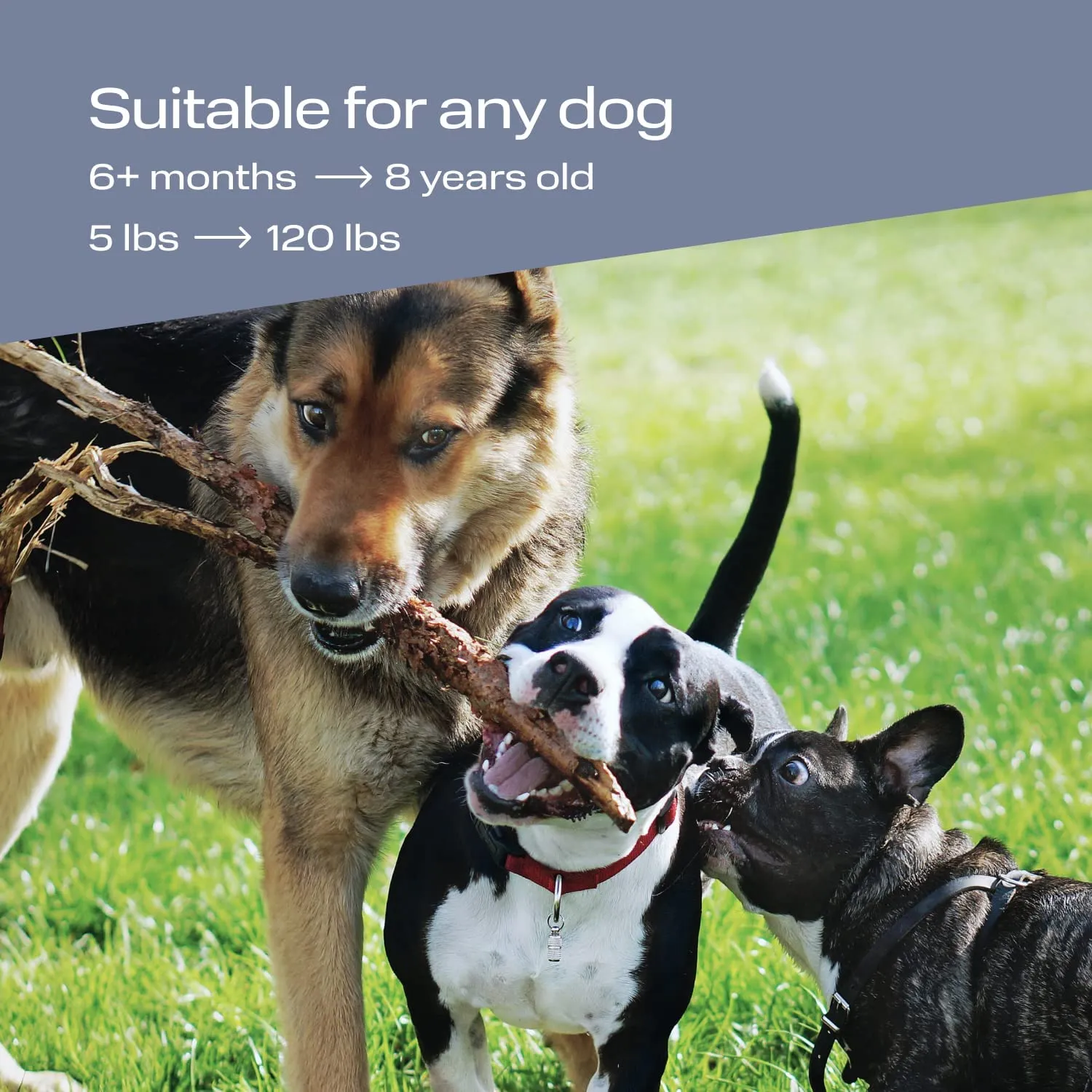 N30 Ultrasonic Barking Dog Deterrent - Stop barking device