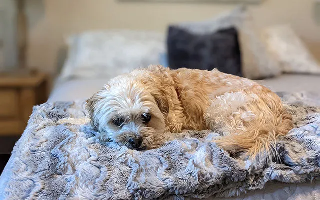 Pet / Dog Blanket - Luxury Faux Fur in Winter River
