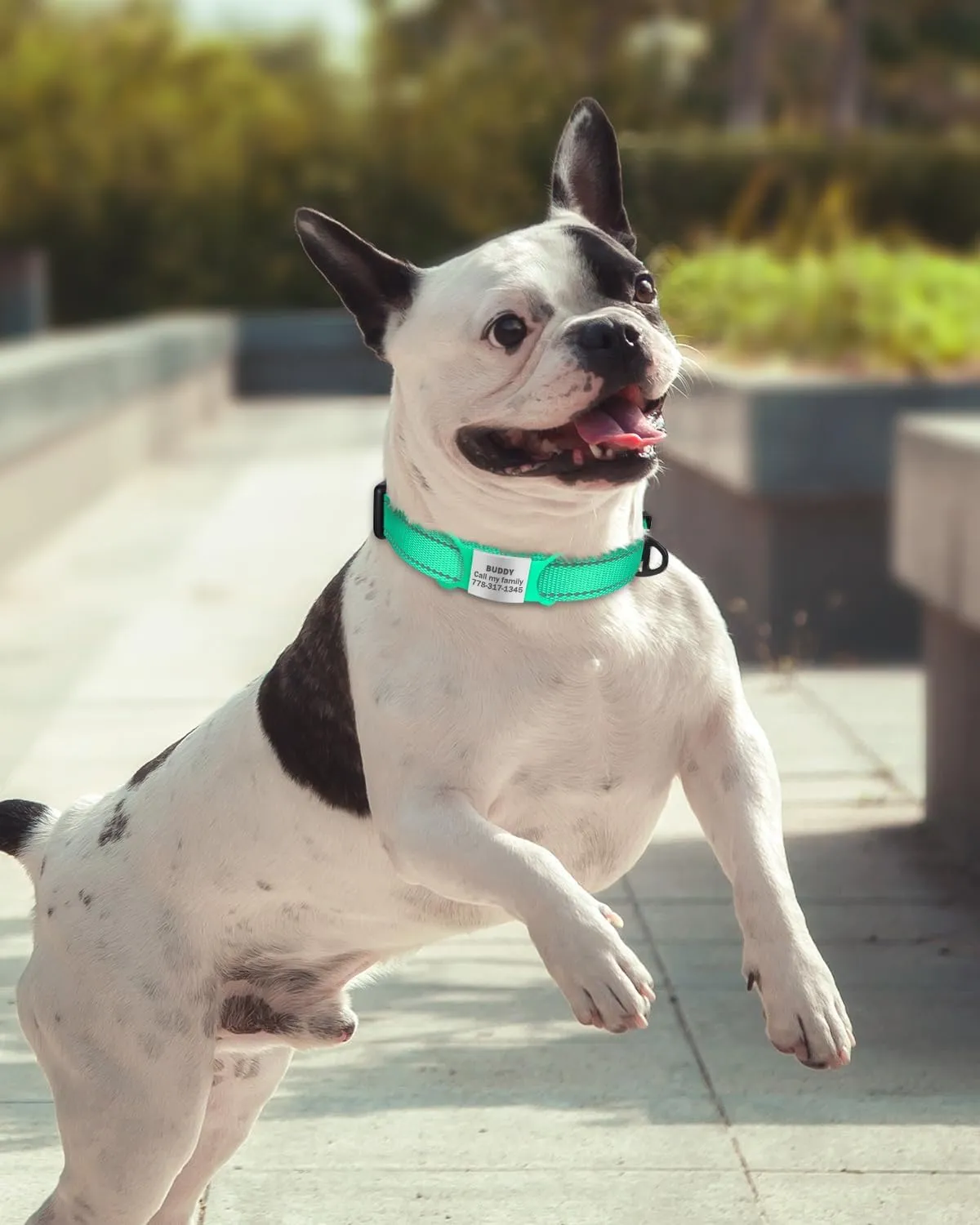 TagME Reflective Nylon Dog Collars, Adjustable Classic Pet Collar with Quick Release Buckle for Small Dogs, Turquoise, 5/8" Width
